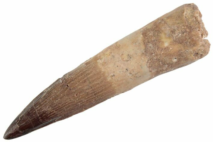 Fossil Spinosaurus Tooth - Restored Tip #368053